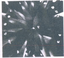 Fig 47 A crystal inclusion in the centre with several reflections in the pavilion (30x) 