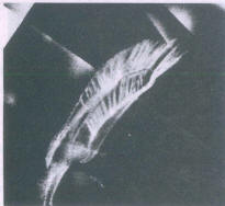 "Feather" In the shape of a cleavage crack