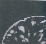 Fig 335 As Fig 325 seen through the crown 
