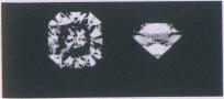 Fig 368 Sunflower